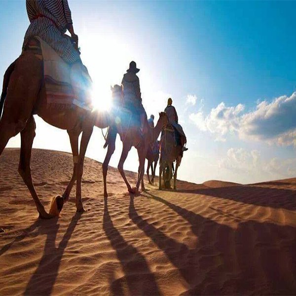 camel